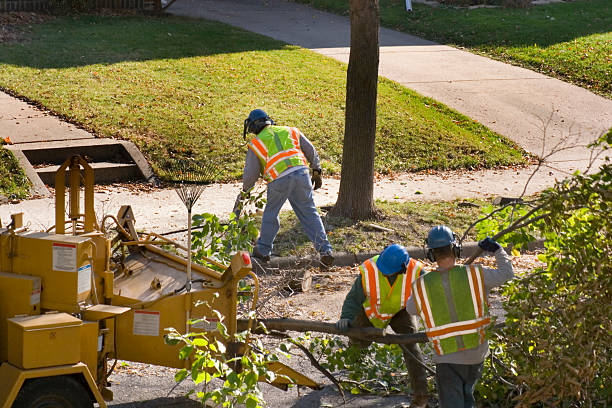 Best Tree Removal Services  in Rancho San Diego, CA